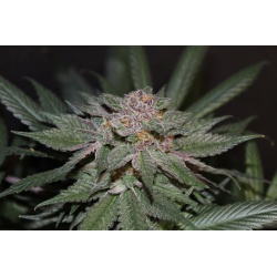 blueberry cannabis seeds