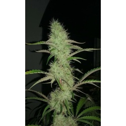 20-1 CBD cannabis seeds