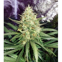 G13 LABS - White Lavender Cannabis Seeds