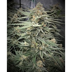 Blueberry Kush X AK 47 Cannabis Seeds Feminized	
