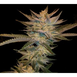 Blueberry Cough Feminized Cannabis Seeds	