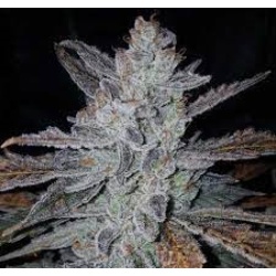 Auto Grape Cakewalker Cannabis Feminized Seeds