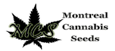 Montreal Cannabis Seeds (MCS)