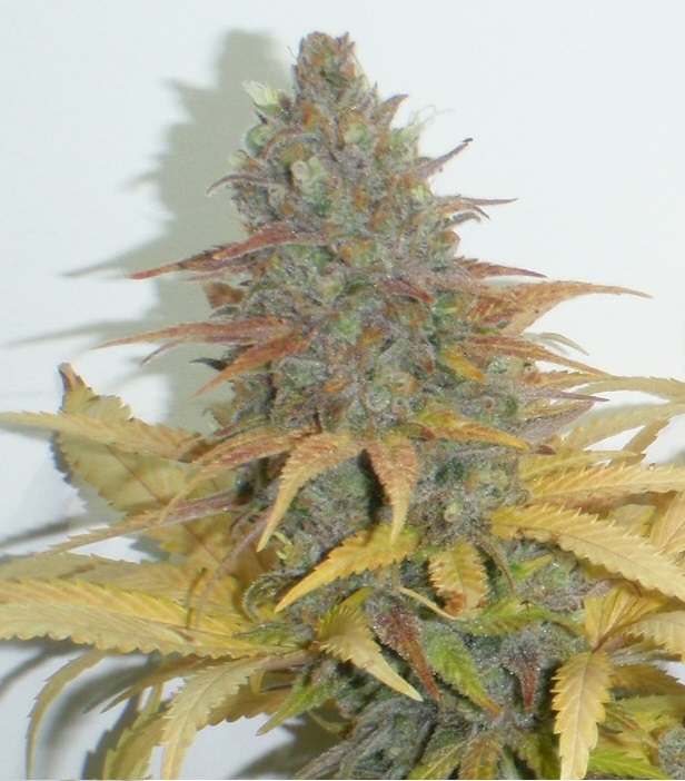 Graines de cannabis Northern Lights