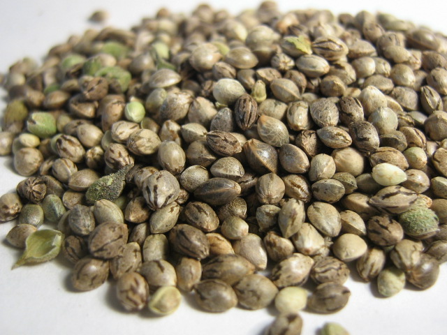 Graines de marijuana Charlotte's Web riches en CBD