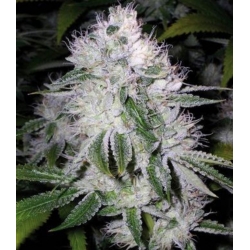 Graines de cannabis White Widow