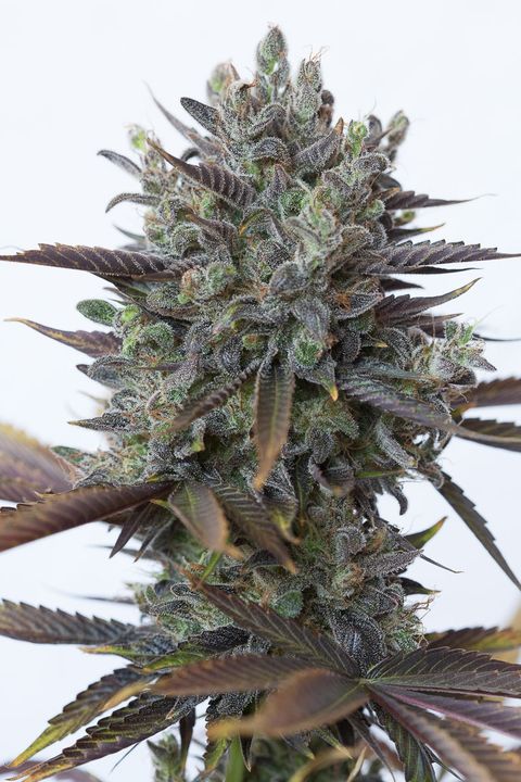 Graines de CBD Purple Kush