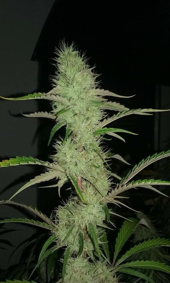 Graines de cannabis CBD 20-1