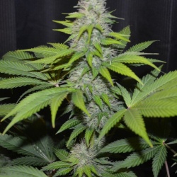 Cannabis Auto CBD White Widow