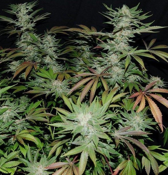 Graines de cannabis CBD SSKush