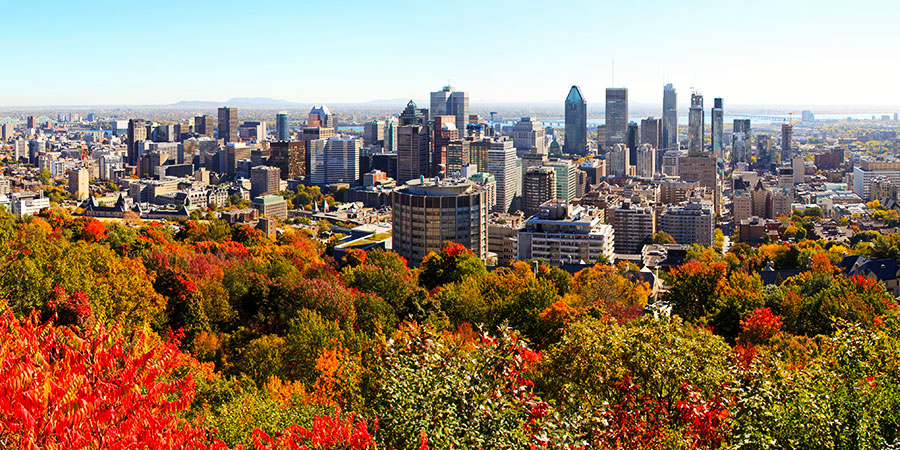 Où acheter des graines de cannabis à Montréal, au Québec