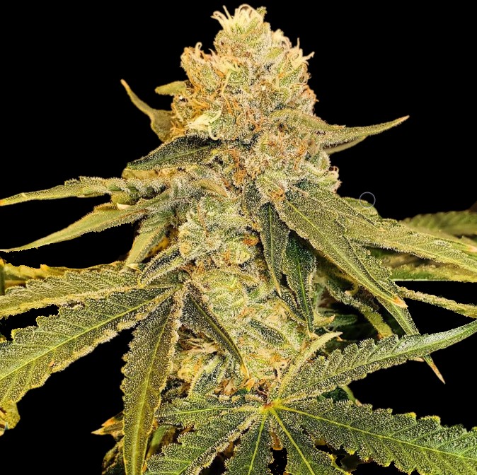 Graines de cannabis féminisées CBD Jack Herer
