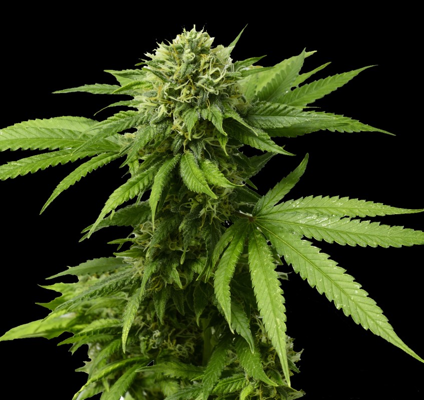 Graines de cannabis féminisées CBD ACDC