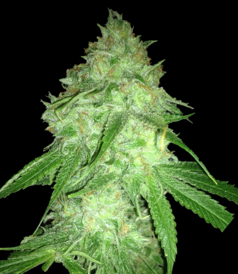 Graines de cannabis féminisées CBD Charlotte's Web