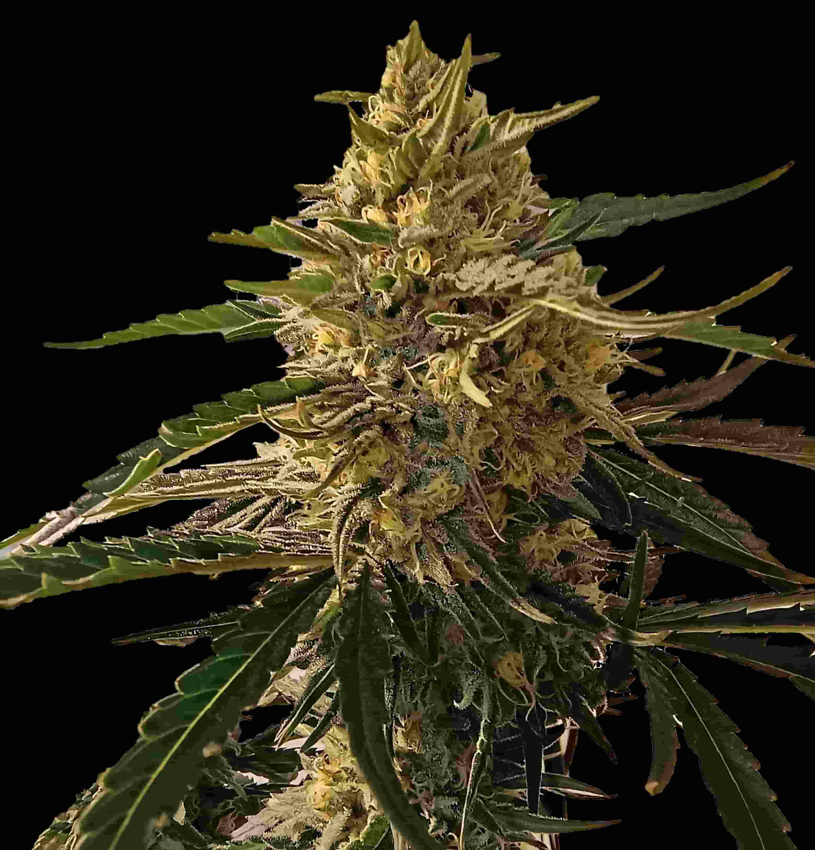 Graines de cannabis Blue Dream féminisées