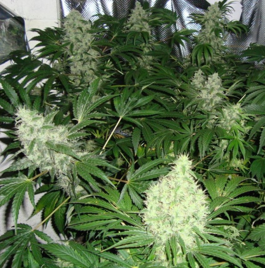 Que signifie autofloraison pour la marijuana ?