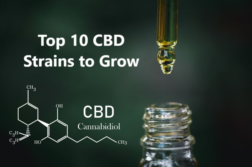 Les 10 meilleures souches de CBD à cultiver