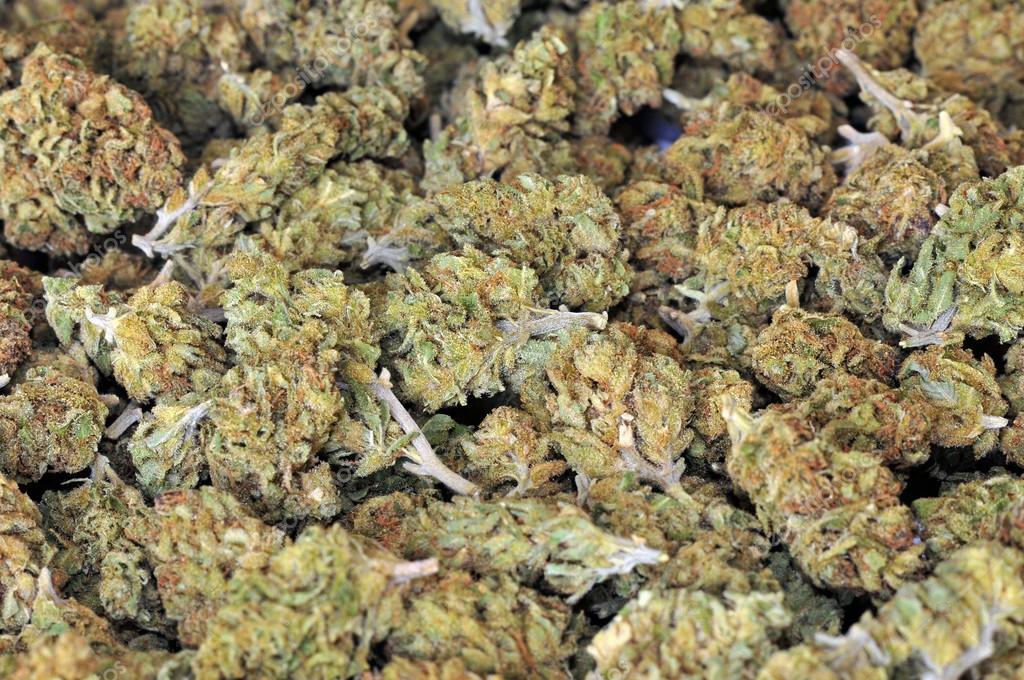 Séchage et affinage du cannabis : différences