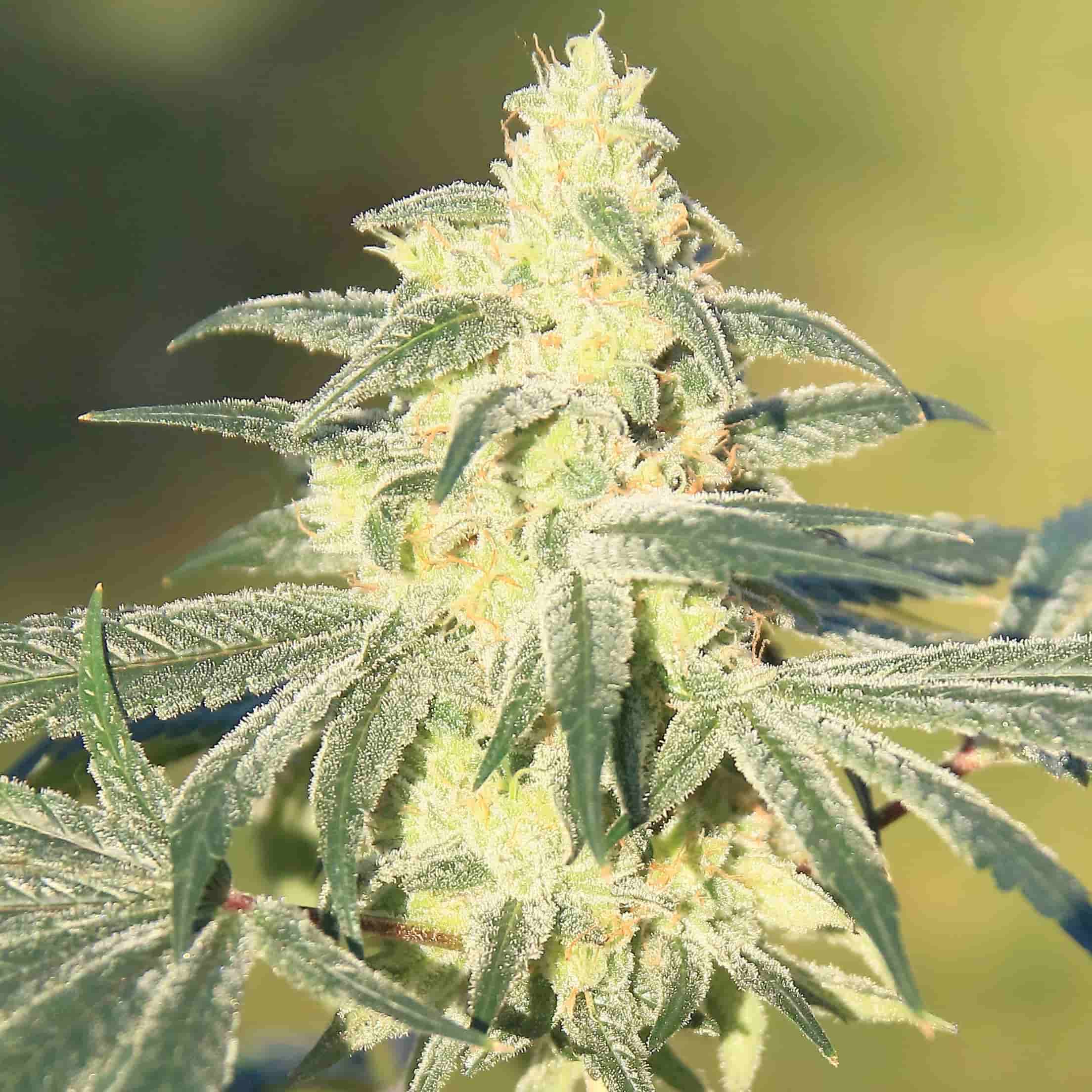 Gorilla Glue #4 : gros rendement, peu de tracas