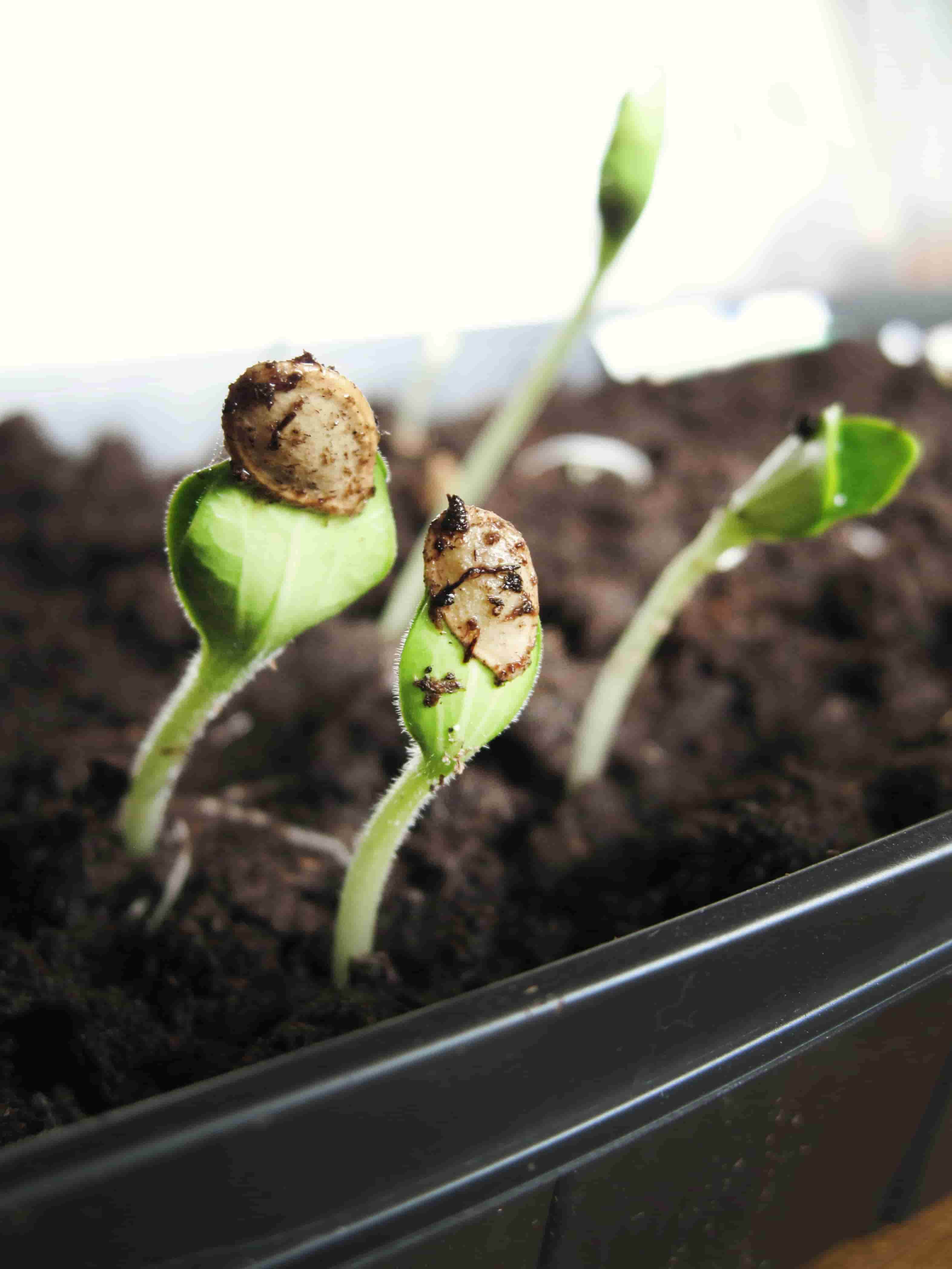 Quand transplanter les semis de cannabis