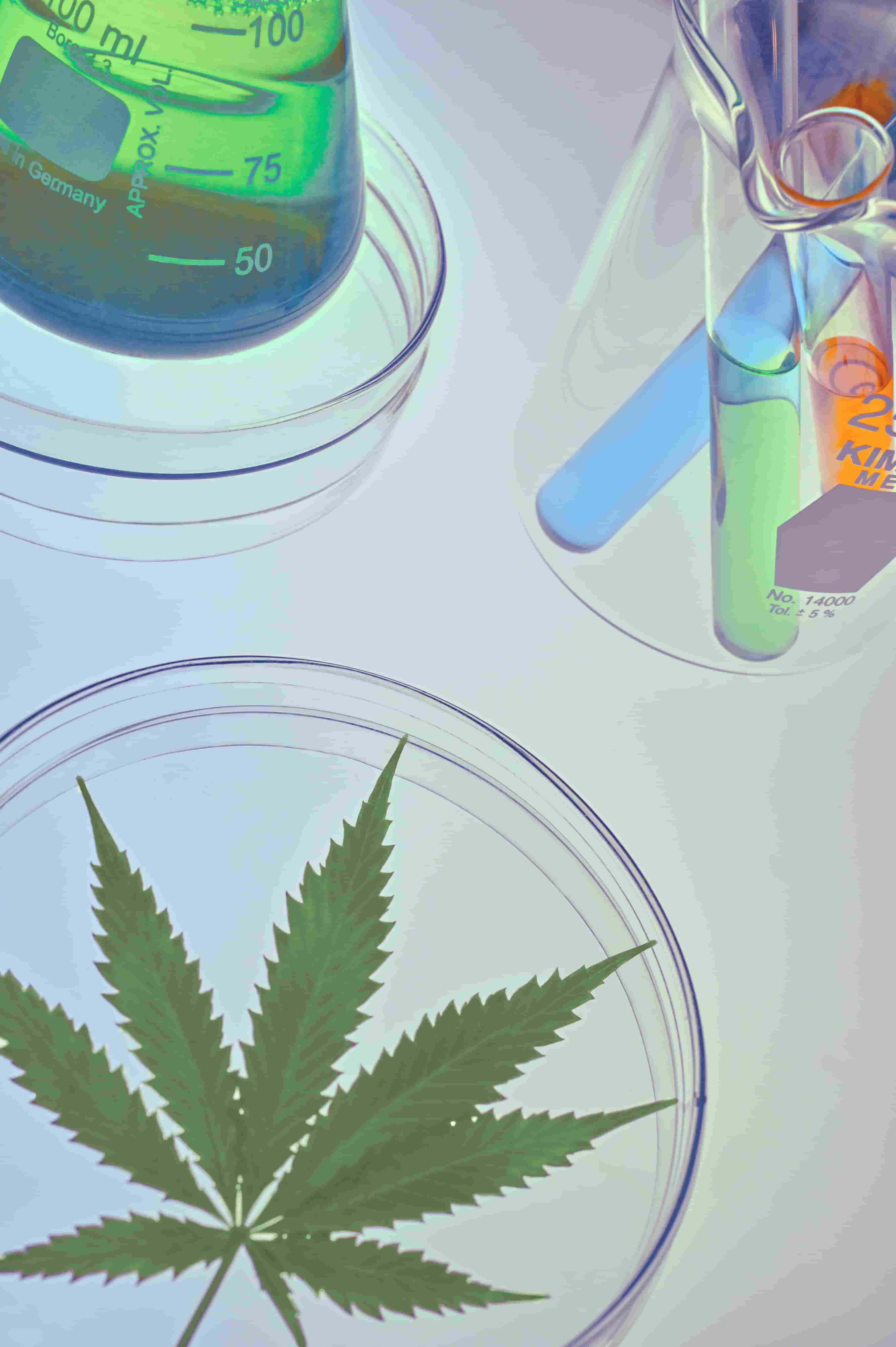 What Effects Does CBD Have?