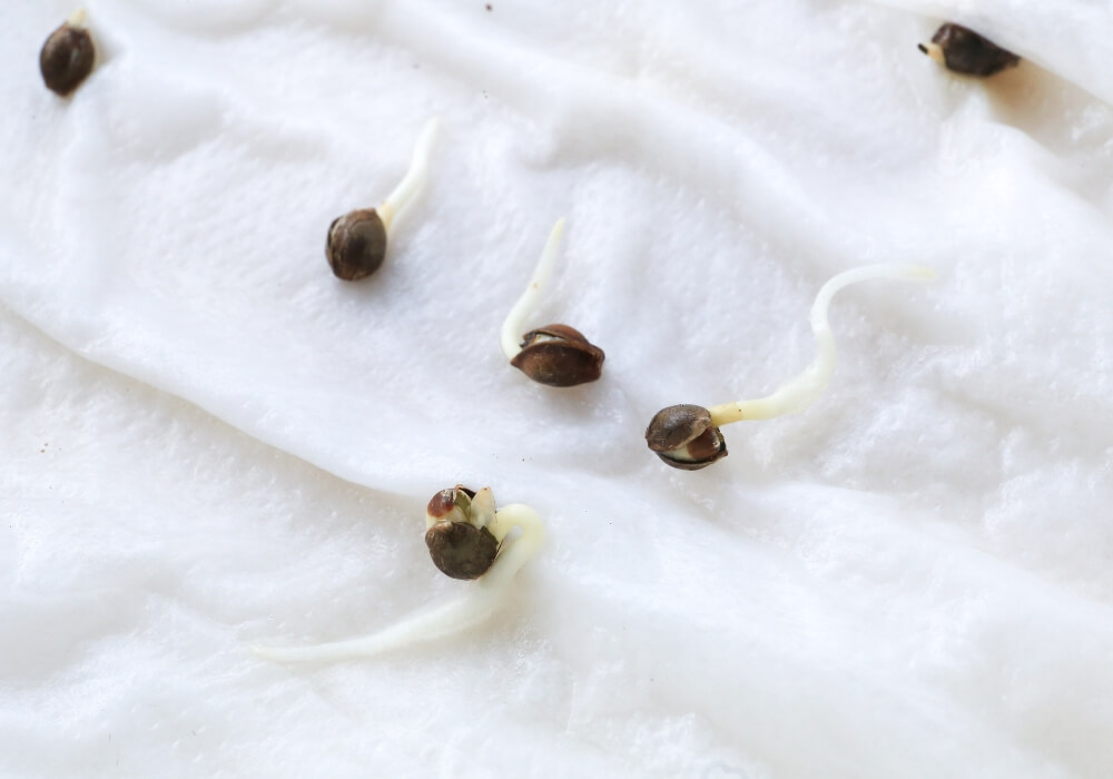 Guide ultime de la germination des graines de cannabis