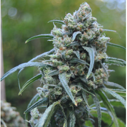 Cinderella 99 (C99) – Graines de cannabis féminisées