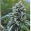 Cinderella 99 (C99) – Graines de cannabis féminisées