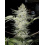 Skunk No.1 – Graines de cannabis féminisées