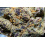 Girl Scout Cookies – Graines de cannabis féminisées
