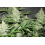Sour Diesel – Graines de cannabis féminisées