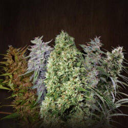 CBD MIX PACK – Graines de cannabis féminisées