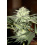 Dwarf Low FLye Autoflower Cannabis Seeds Feminized