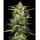 Jack Herer Autoflower Cannabis Seeds Feminized