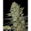 Cheese Cannabis Seeds 
