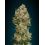 Critical Cannabis Seeds Feminized 