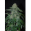 OG Kush Autoflower Cannabis Seeds Feminized