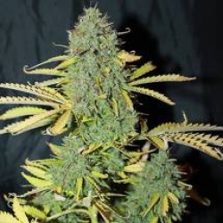 White Widow Cannabis Seeds Autoflower