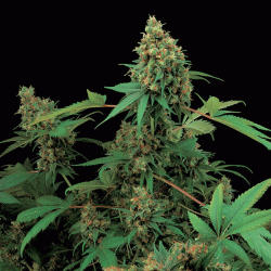 Moby Dick cannabis seeds