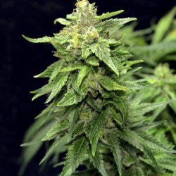 Blue Cindy Cannabis Seeds Feminized