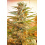 M-39 Cannabis seeds 