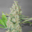 Quebec Super Skunk Autoflower cannabis seeds