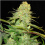 Blue Cheese Cannabis Seeds Feminized