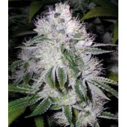 White widow Cannabis seeds 