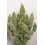 Mazar Autoflower Cannabis Seeds Feminized