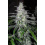 NYC Diesel Cannabis Seeds
