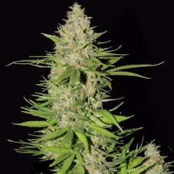 Blueberry Gum #2 cannabis seeds