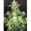 Amnesia Haze Autoflower Cannabis Seeds Feminized	