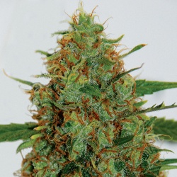 Cinderella-99 C 99 Cannabis seeds