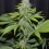 CBD Blueberry Cannabis Seeds Feminized